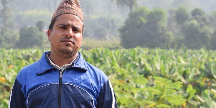 बबई नदिको किनारमा ५० विगाहमा यसरी केरा खेती गर्दे झुपलाल  (भिडियो सहित)