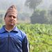 बबई नदिको किनारमा ५० विगाहमा यसरी केरा खेती गर्दे झुपलाल  (भिडियो सहित)