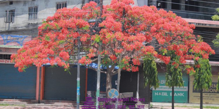 शिरीष को फुल इटहरी पुर्व लाई मा, रुखको कथाले के छोला?