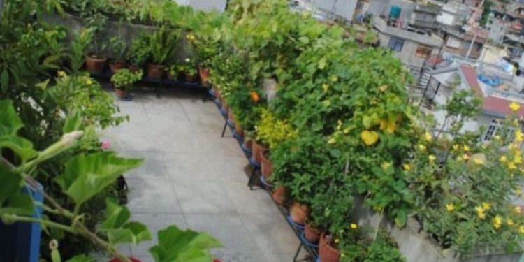 घरमै बसेर कौशी खेती सम्बन्धी तालिम पाउँदा इटहरीका महिला उत्साहित