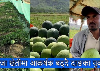 तरबुजा खेतीमा आकर्षक बढ्दै दाङका युवाहरु